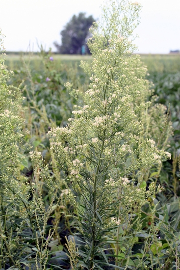 Horseweed