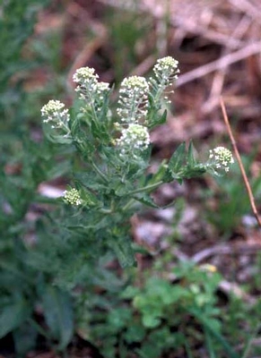 Field Pepperweed