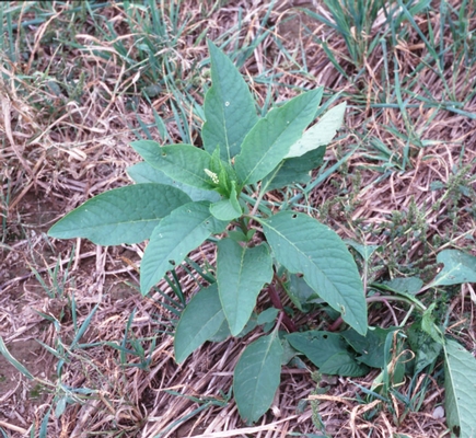 Common Pokeweed