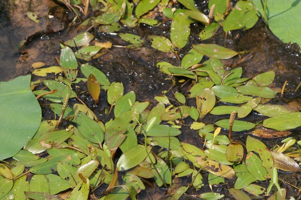 Variable-leaf Pondweed