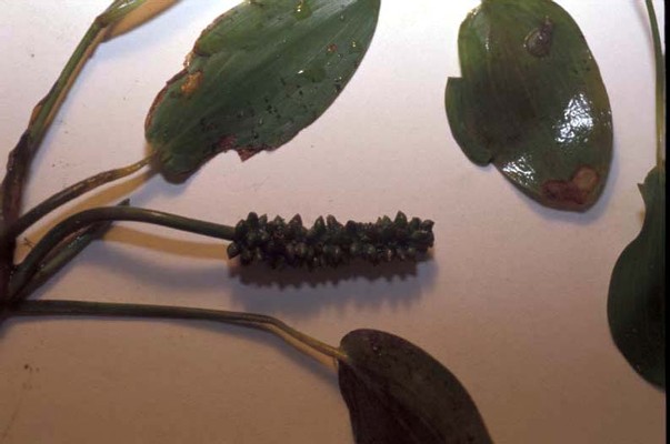 Variable-leaf Pondweed