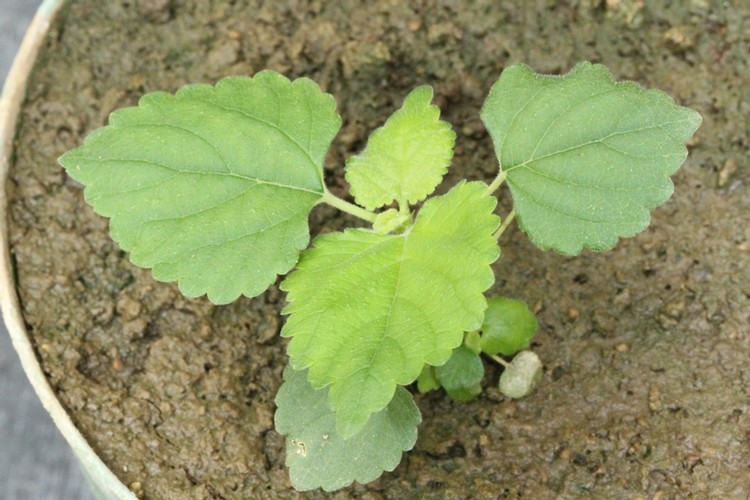 Mulberry Weed