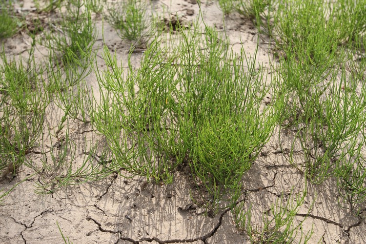 Field Horsetail