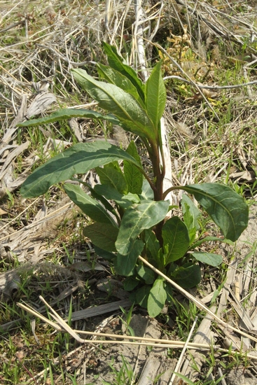 Common Pokeweed