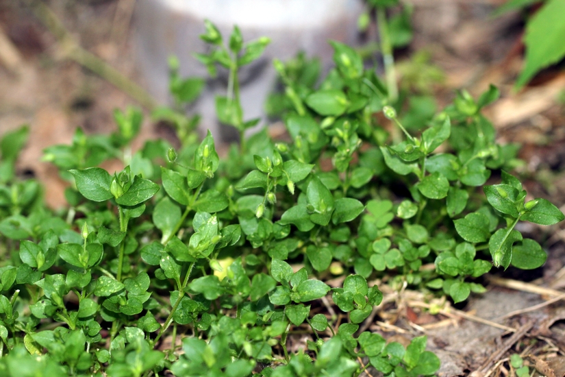 Common Chickweed