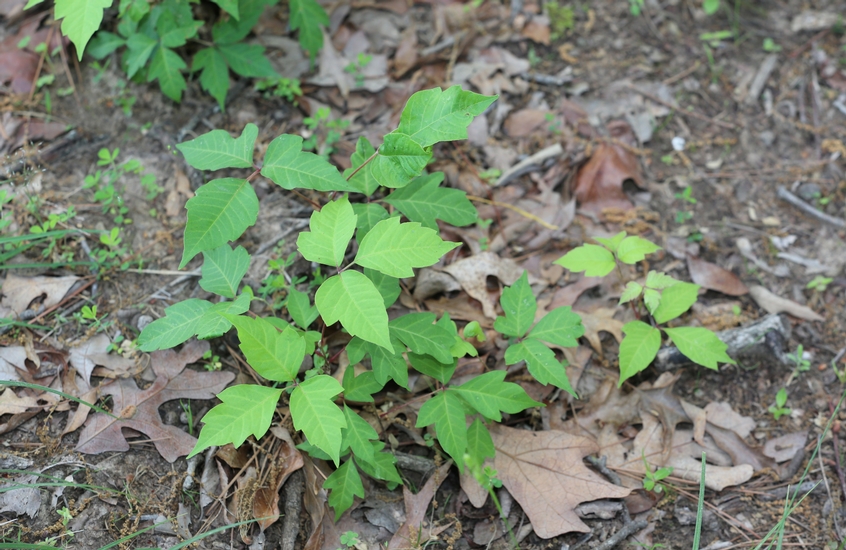 Poison Ivy