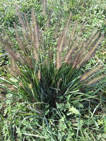 Chinese Fountain Grass