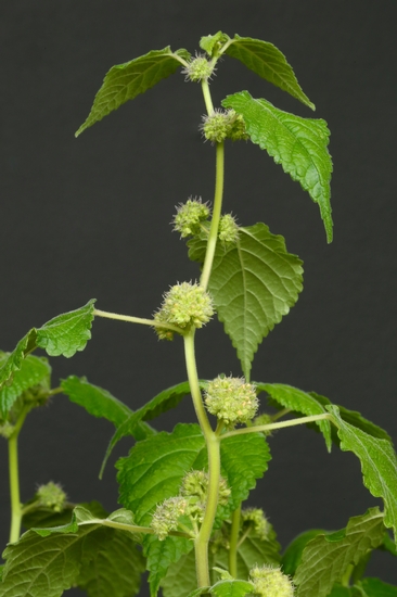 Mulberry Weed