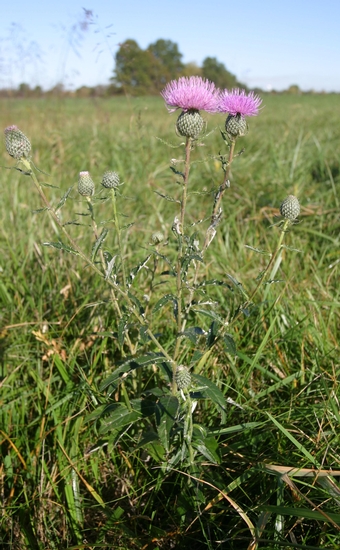 Tall Thistle