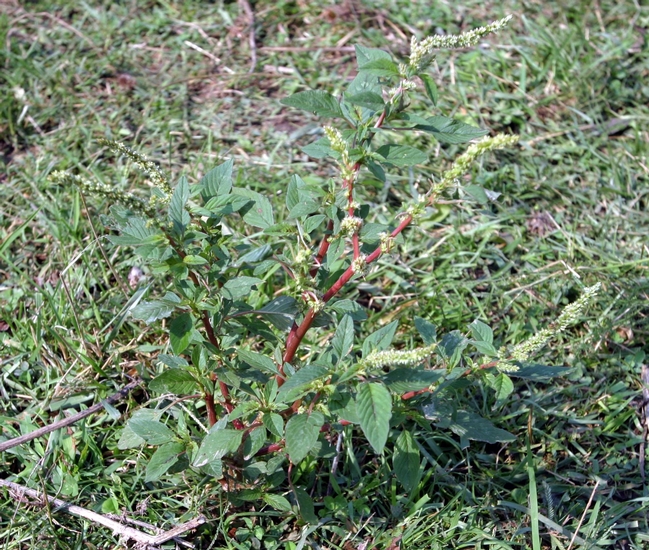 Spiny amaranth plant