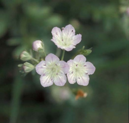 Smallflowered Phacelia