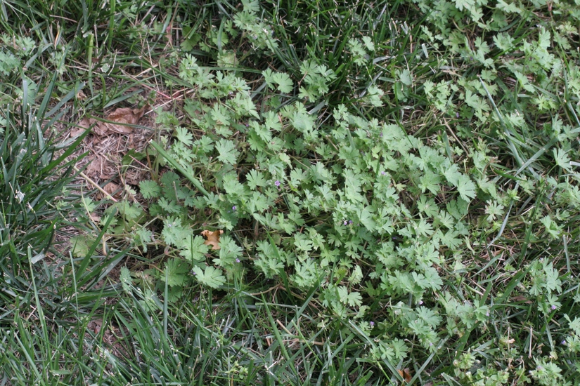 Smallflower Geranium