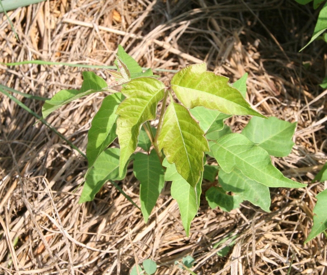 Poison Ivy