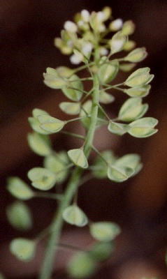 Perfoliate Pennycress