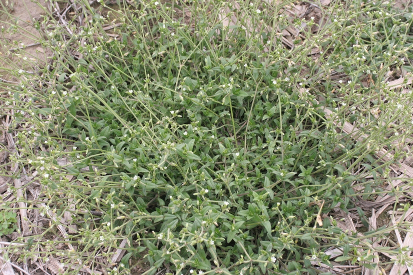 Sweet Vernalgrass // Mizzou WeedID