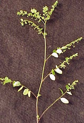 Long-stalked Phyllanthus