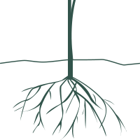 Fibrous root system