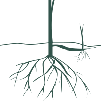 Fibrous roots with rhizomes