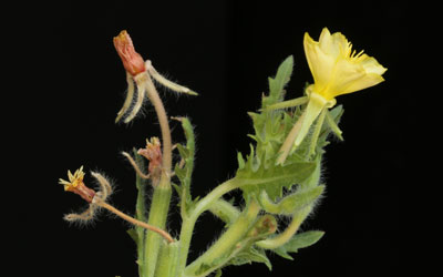 Chara (Muskgrass; Stonewort)  Missouri Department of Conservation